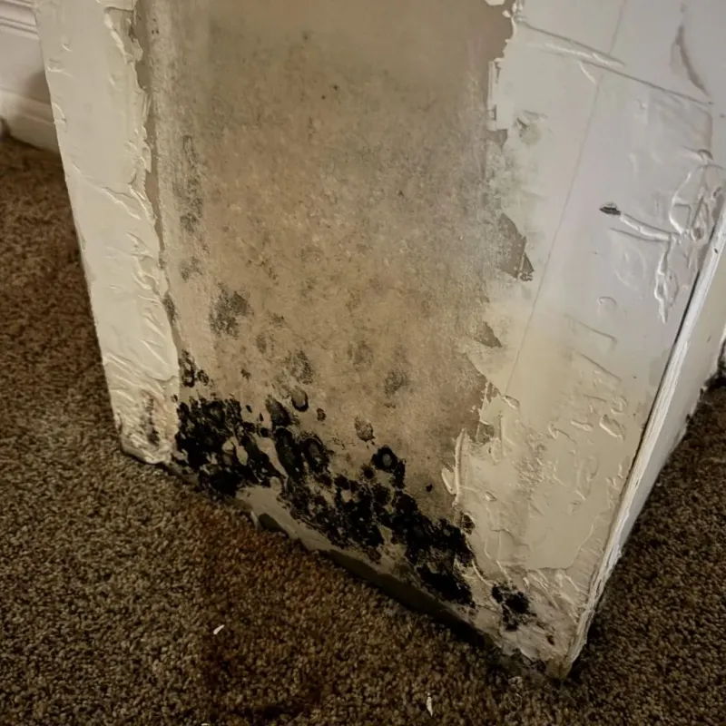 Professional Mold Removal in Pantops, VA